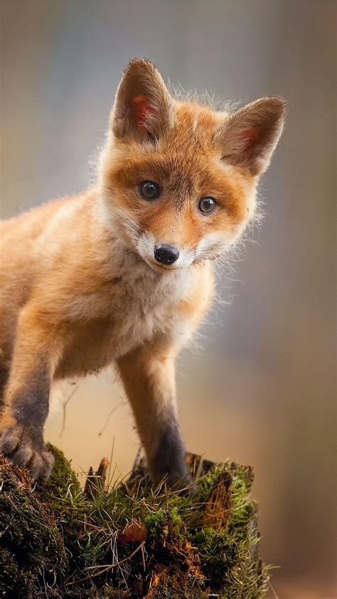 Two cute red fox cubs / kits sitting at entrance of den in meadow. Browse Getty Images’ premium collection of high-quality, authentic Cute Baby Fox stock photos, royalty-free images, and pictures. Cute Baby Fox stock photos are available in a variety of sizes and formats to fit your needs.